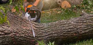 Reliable Lake Shore, MN  Tree Services Solutions